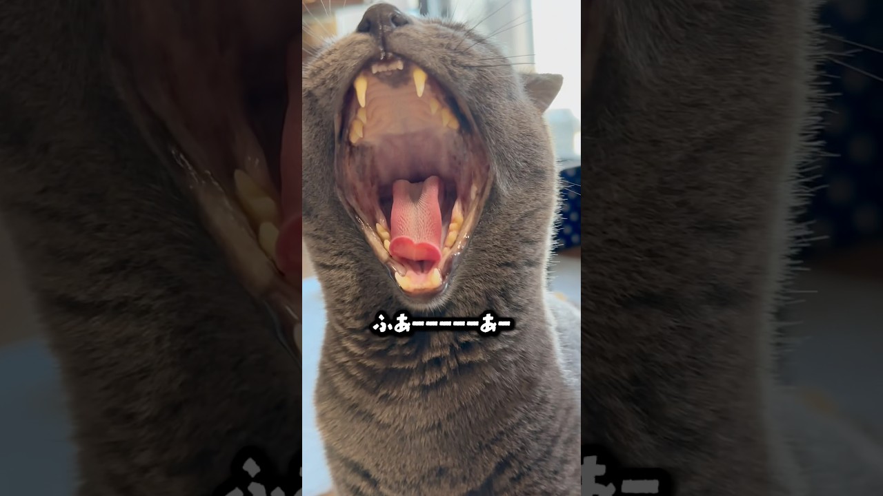 【ロシアンブルー】めろん〜大きなお口ね🤭【猫】#shorts