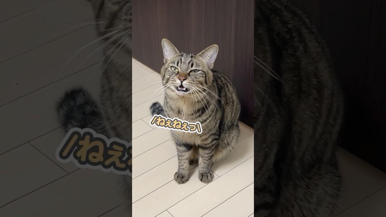 子猫の時も今もとってもお喋りな猫、さもじさん
