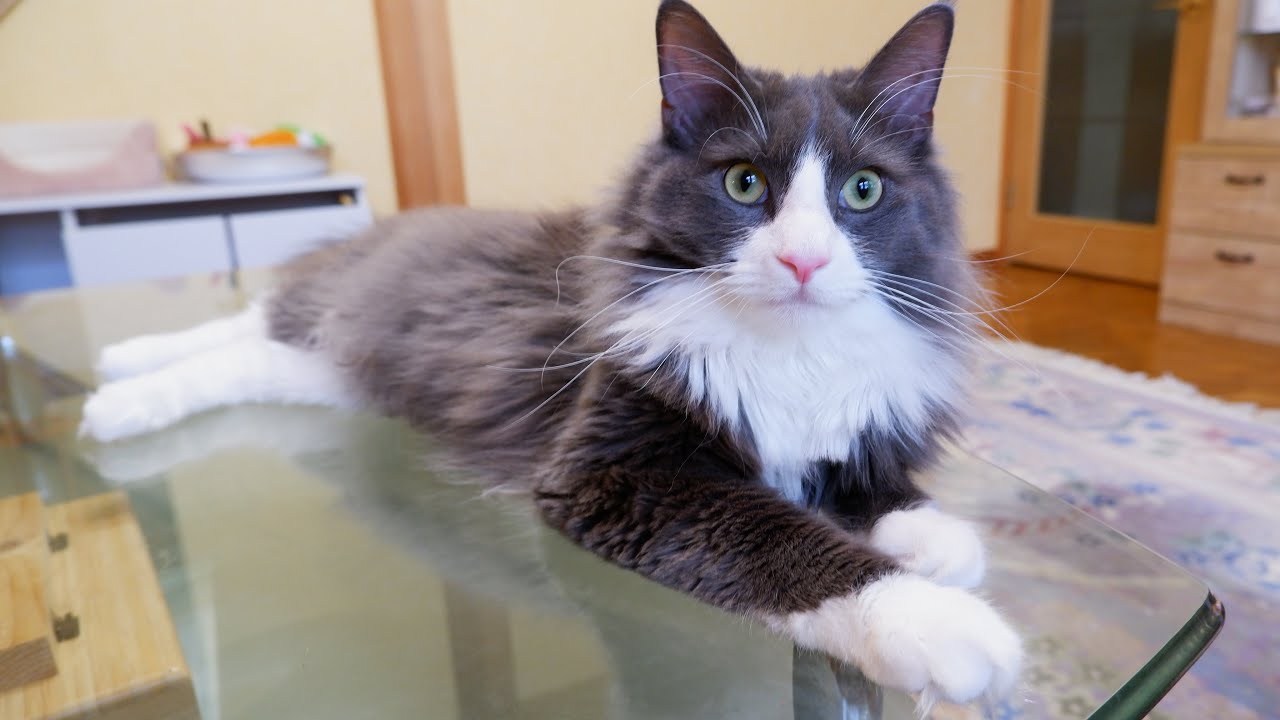 【かわいい🩷】お兄ちゃん大好き末っ子ターキッシュアンゴラが元気もりもりwww