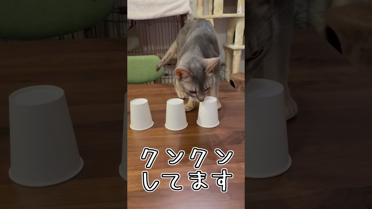 なんとなく当てちゃううちの猫さん #shorts #猫 #アビシニアン