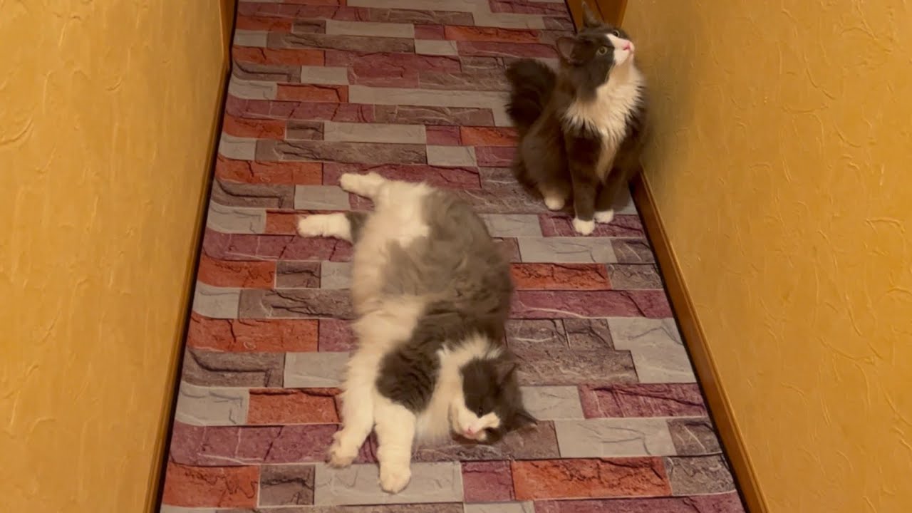 【癒し✨】お家にニャンコがたくさん落ちているwwwノルウェージャンフォレストキャットとターキッシュアンゴラ♡