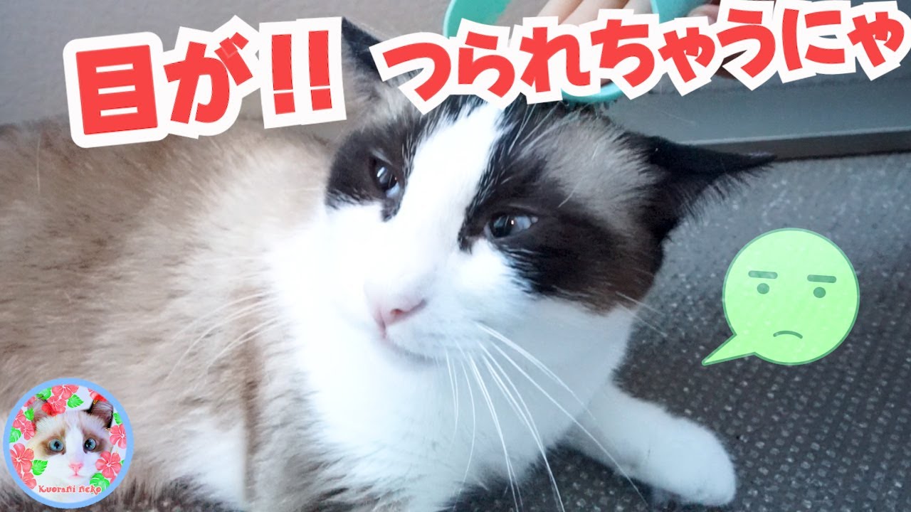 【100均】セリアのあれで大満足な猫がいます Cats happy with 100 yen items