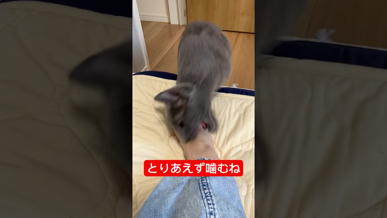 足を見たら面倒だけど噛む猫#猫 #ロシアンブルー #cat #russianblue #決して臭いわけではない
