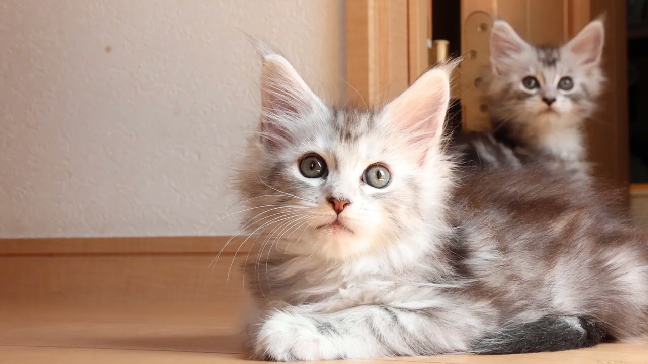 おめめパッチリ可愛いメインクーン子猫のイディスちゃん