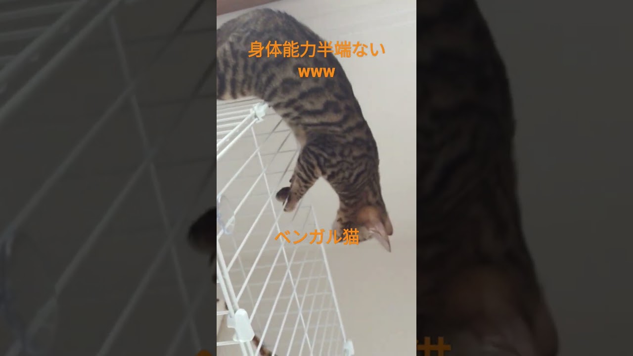 ベンガル猫の身体能力#ねこ