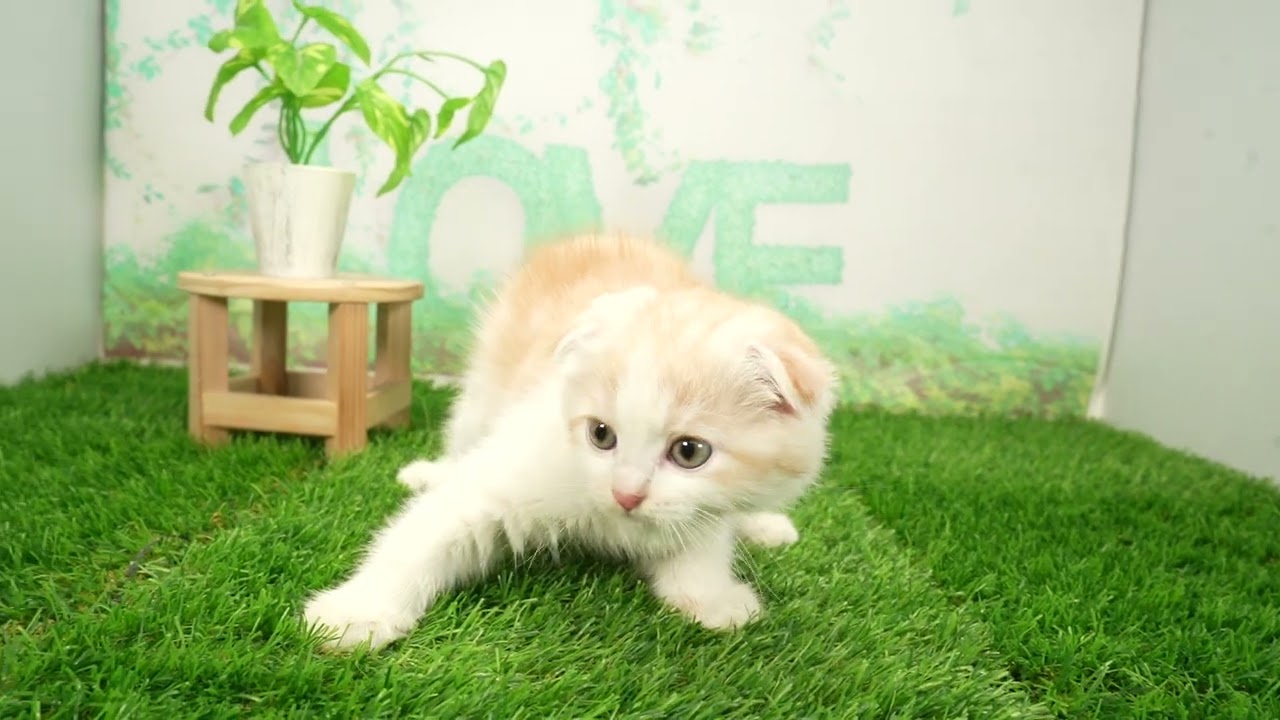 Coo&RIKU　No00690554 スコティッシュフォールド