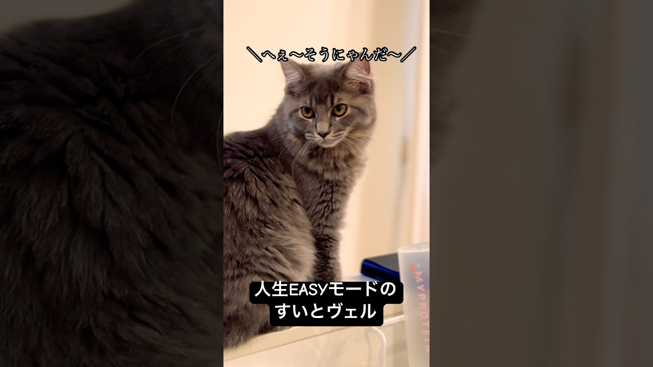 人生EASYモードのすいとヴェル #猫#cat#サイベリアン#Siberian#子猫#고양이#猫のいる生活
