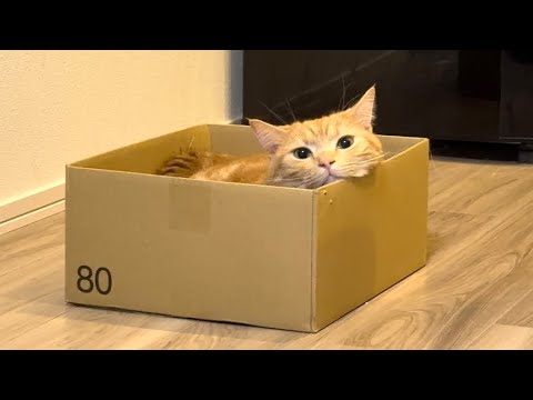 ダンボールにすっぽりハマる猫がかわいすぎたww
