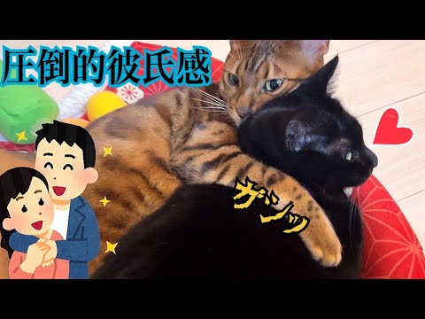 イケメンベンガル猫が黒猫に圧倒的彼氏感を爆発させています！