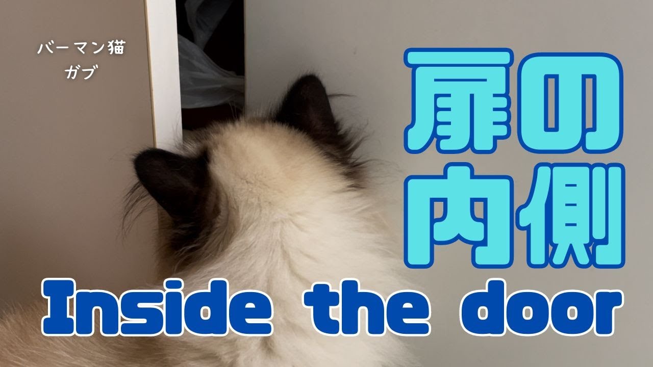 バーマン猫ガブとラフ【扉の内側】Inside the door（バーマン猫）Birman/Cat