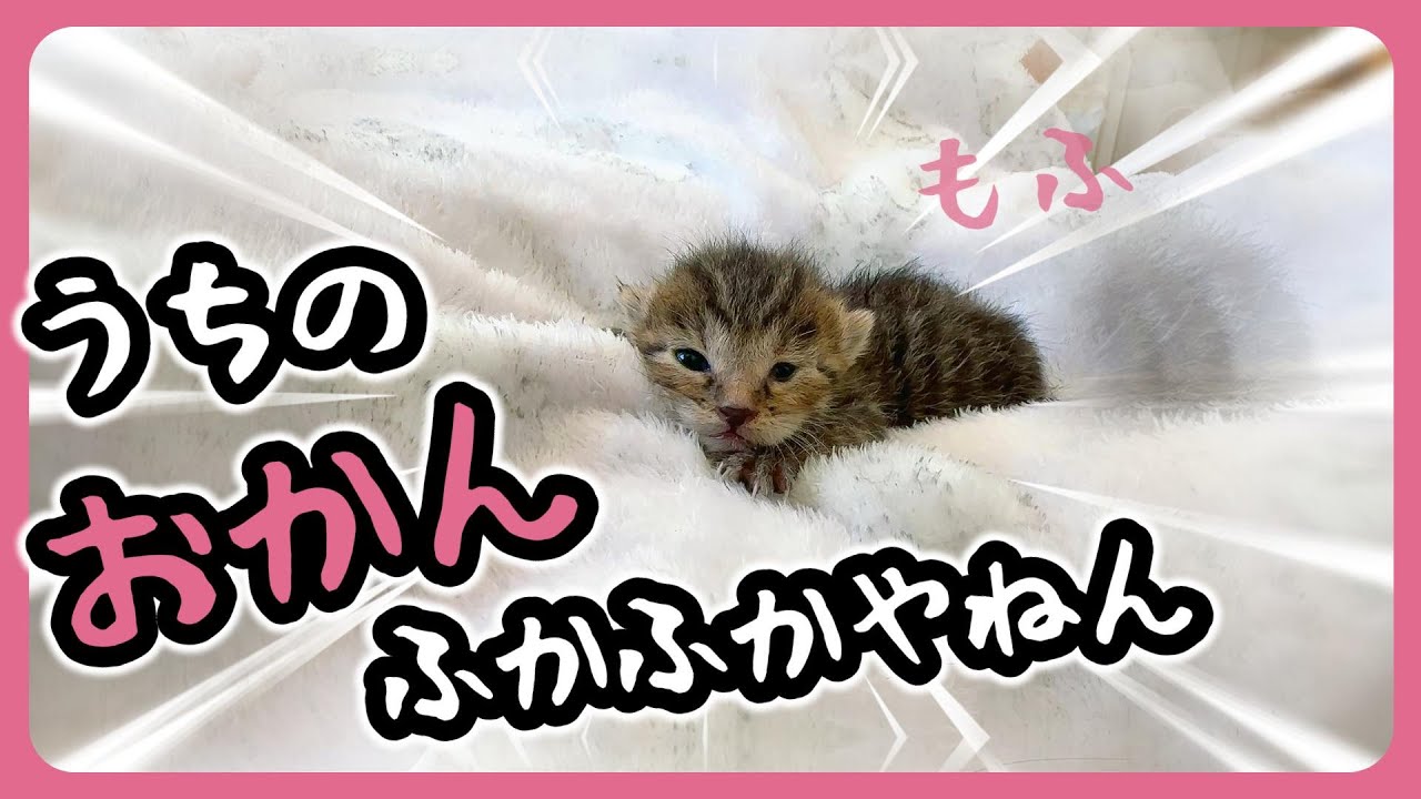 「むにゃむにゃ」子猫は必死でミルクを飲んだ後は・・・時間を忘れる天使の寝顔を見せてくれます【保護猫生活2日目】