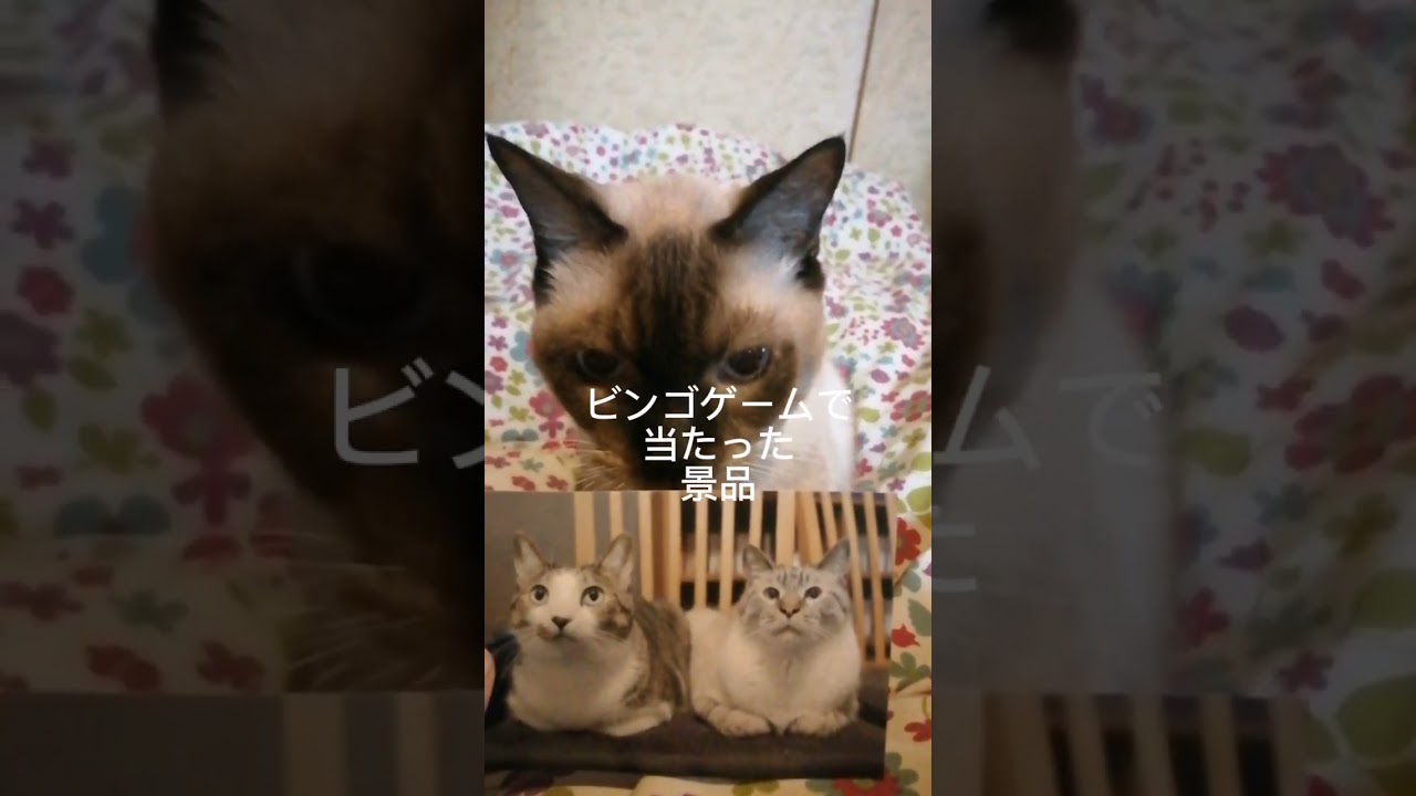 シャム猫#shorts #cat #猫#シャムミックス