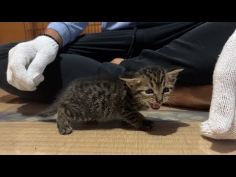 【命名】この子猫の名前が決まりました...!