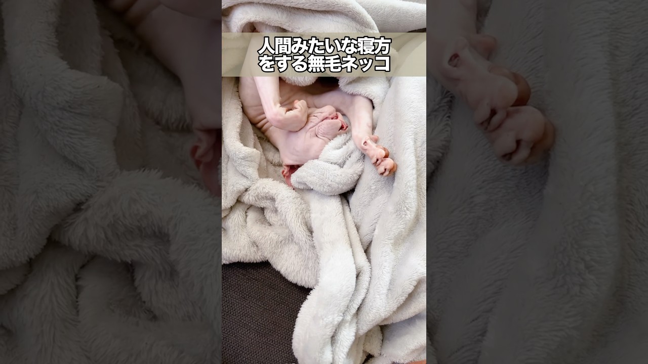 人間みたいな寝方をする無毛ネッコ #スフィンクス猫