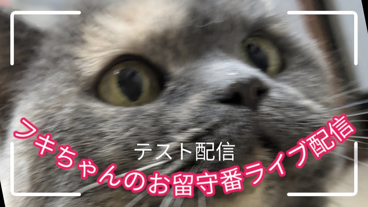 ブリティッシュショートヘア★フキのお留守番配信　（テスト配信中）