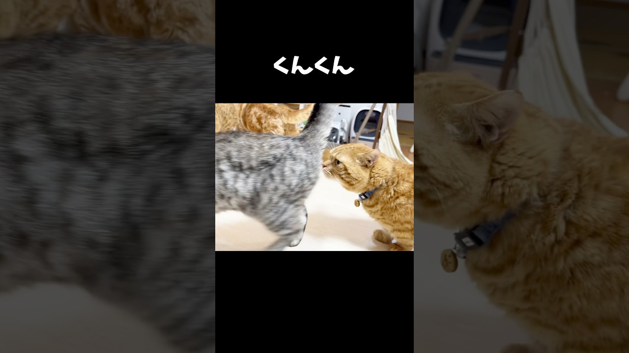 危険すぎるー #猫 #マンチカン #shorts