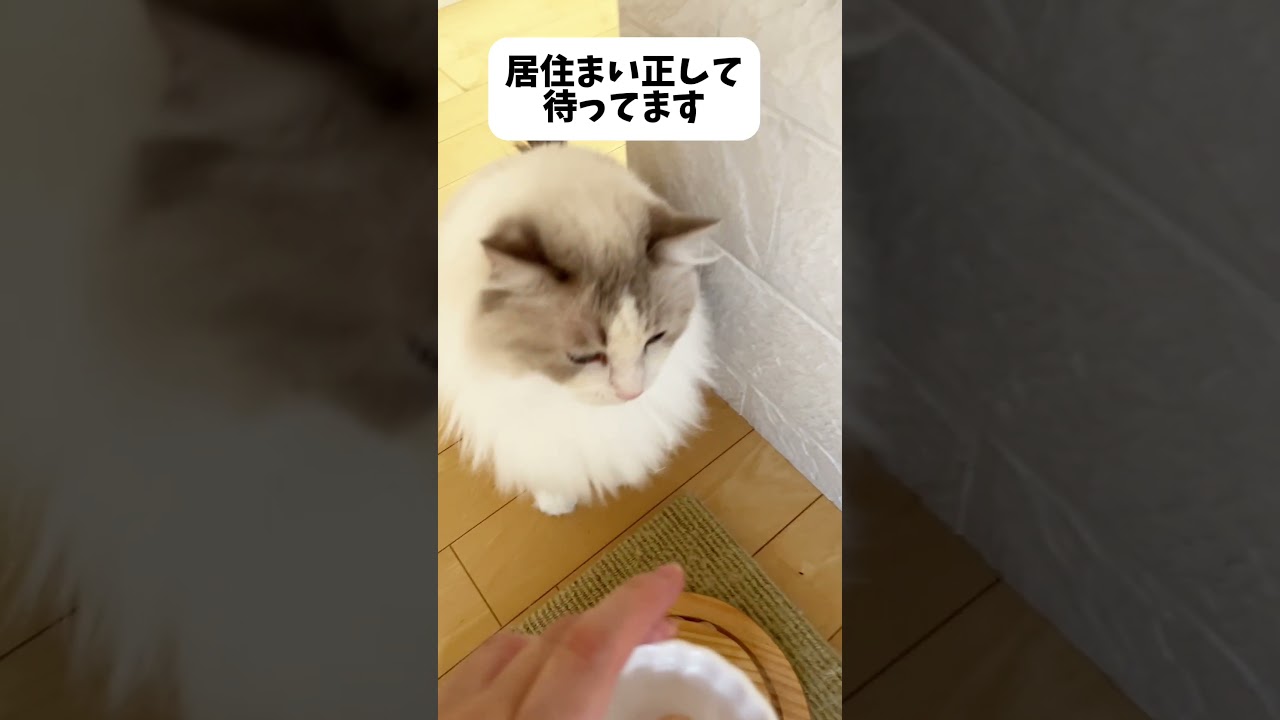 この音が聞こえたら、ヤツがやってくる！#ラグドール #ねことの暮らし #ねこ