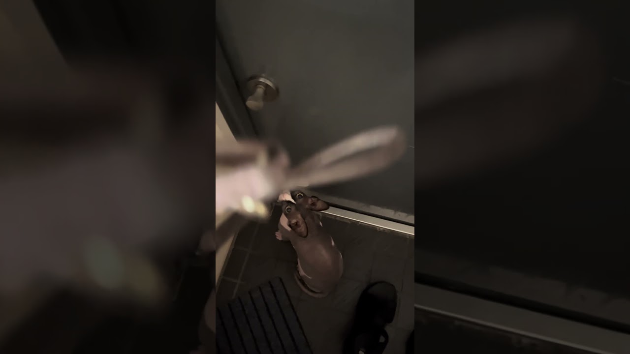 「お散歩」というワードに大興奮するネコ #cat #スフィンクス #猫のいる暮らし