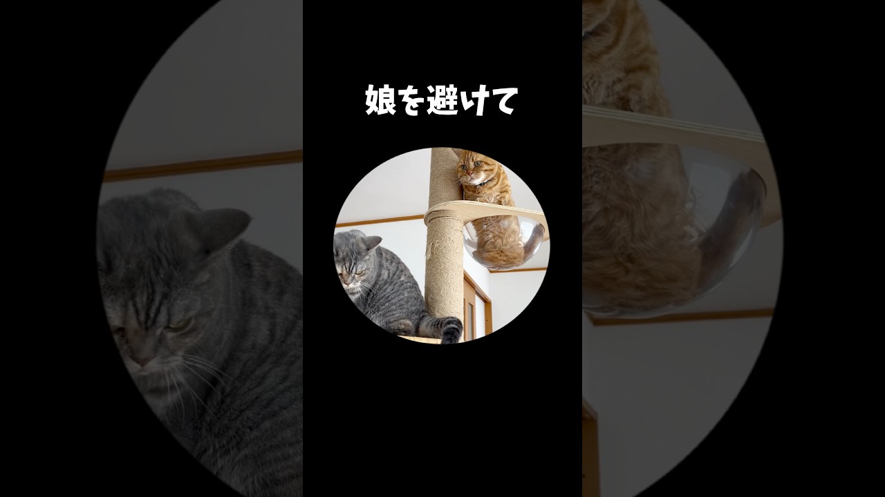 娘を避けてキャットツリーから降りるのん！ #猫 #マンチカン #shorts