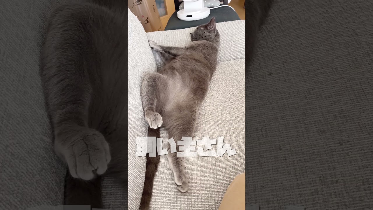 眠たすぎる猫#ロシアンブルー#ねこ#眠い