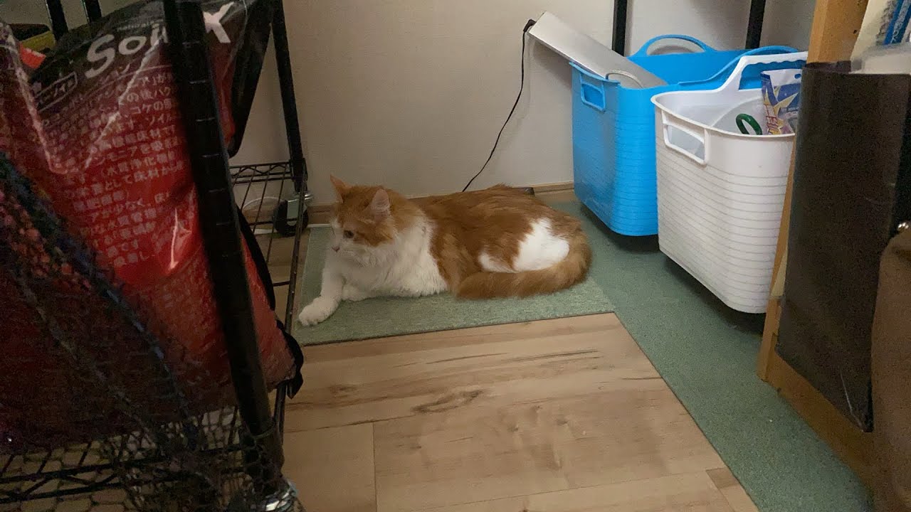 ゴロゴロ猫タイム【マリー（メインクーン）】