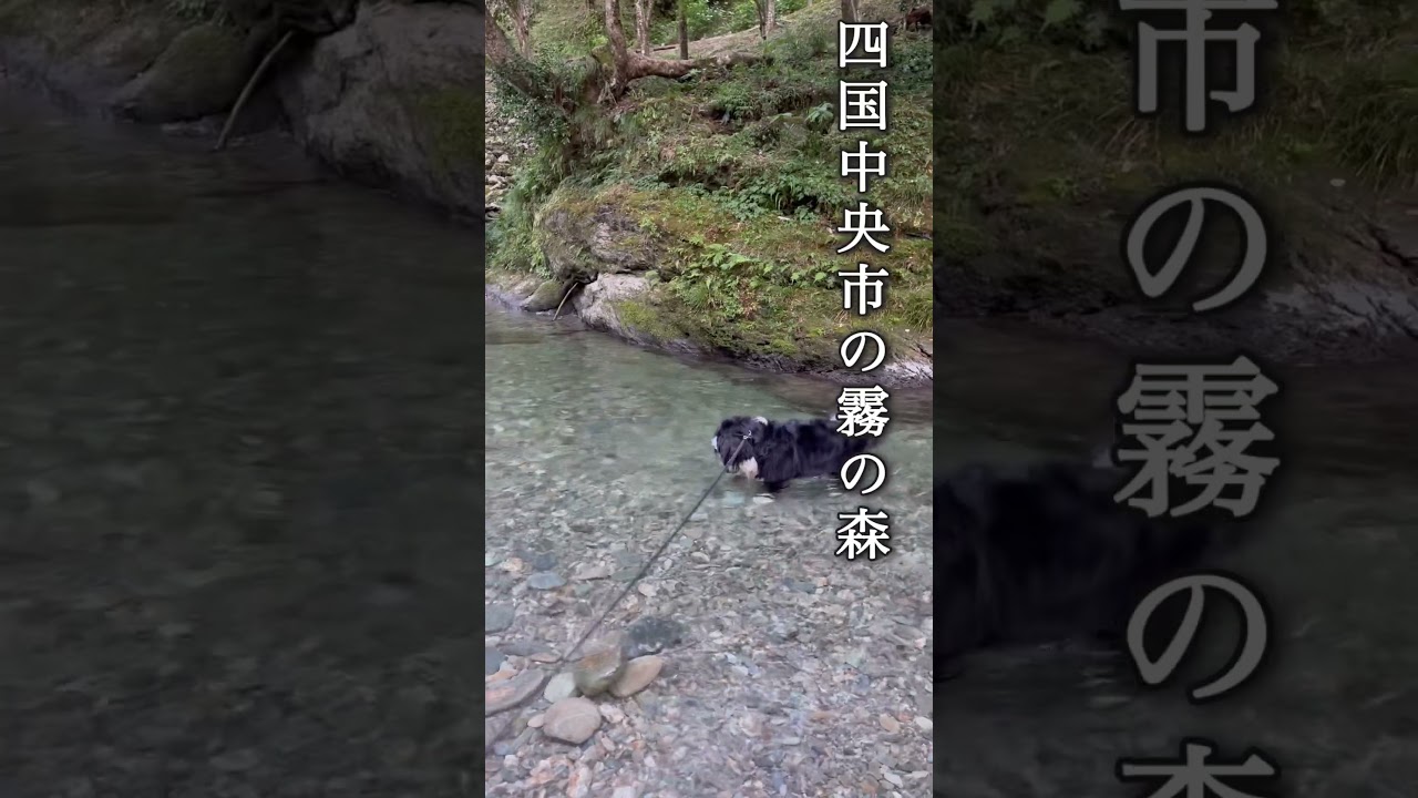 今年の夏もこの遊び！顔つけ大好きなバーニーズマウンテンドッグ#bernesemountaindogs #バーニーズマウンテンドッグ #石拾い　#犬の顔つけ　#犬の川遊び