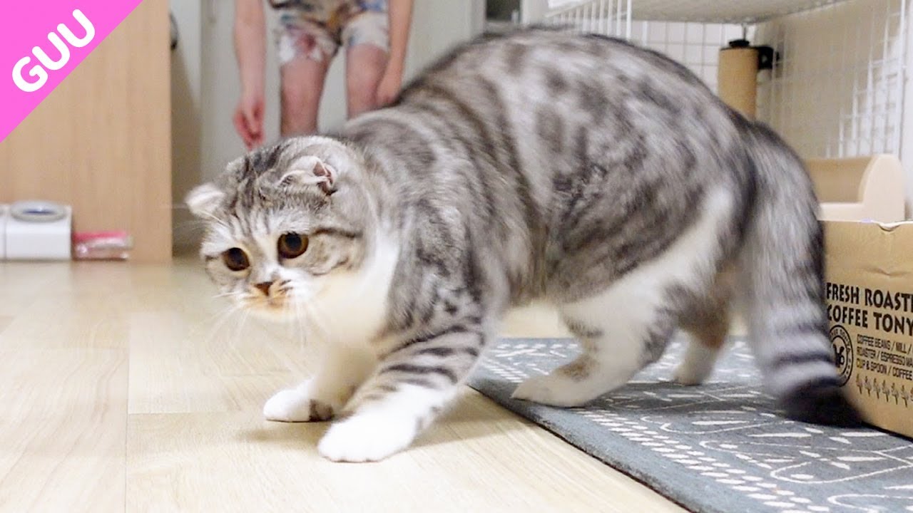 簡単にフェイントに引っかかっちゃうチョロイ猫がかわいい［スコティッシュフォールド］