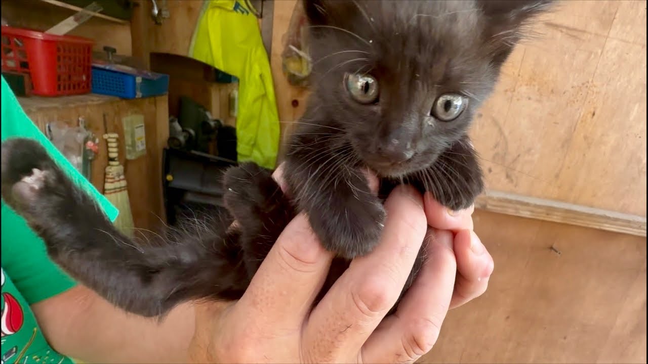 保護した黒子猫ちゃん元気にしてます！ライブ