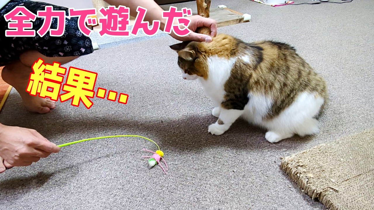 愛猫と全力で遊んだ結果…【ノルウェージャンフォレストキャット】