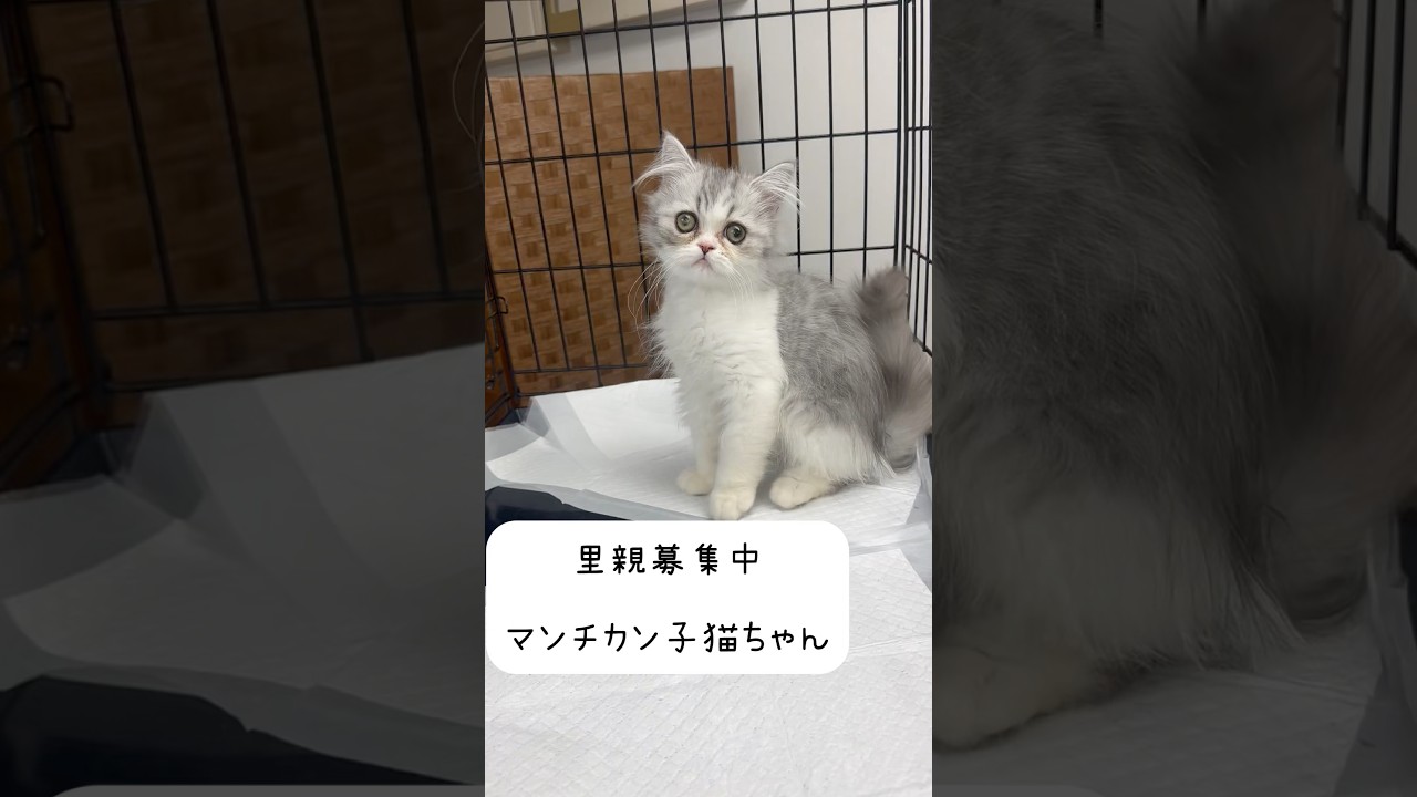 #マンチカン子猫  #里親募集中子猫アゴはネコ