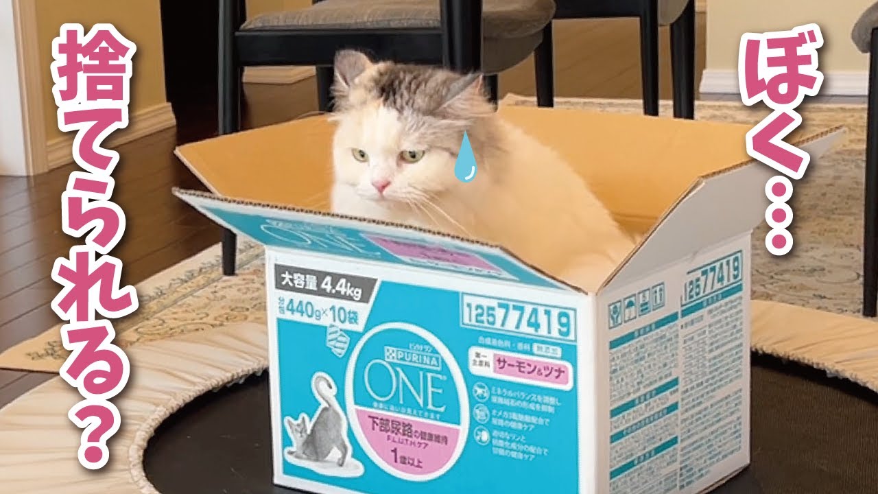 ダンボール箱が大好きすぎてついにこうなりました【関西弁でしゃべる猫】【猫アテレコ】