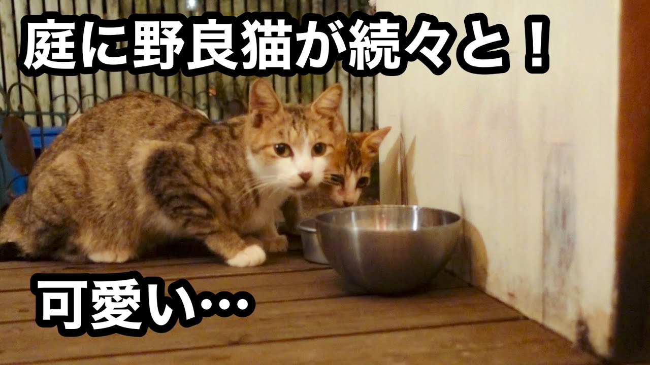 とりあえず、みんなにご飯を食べさせたら…