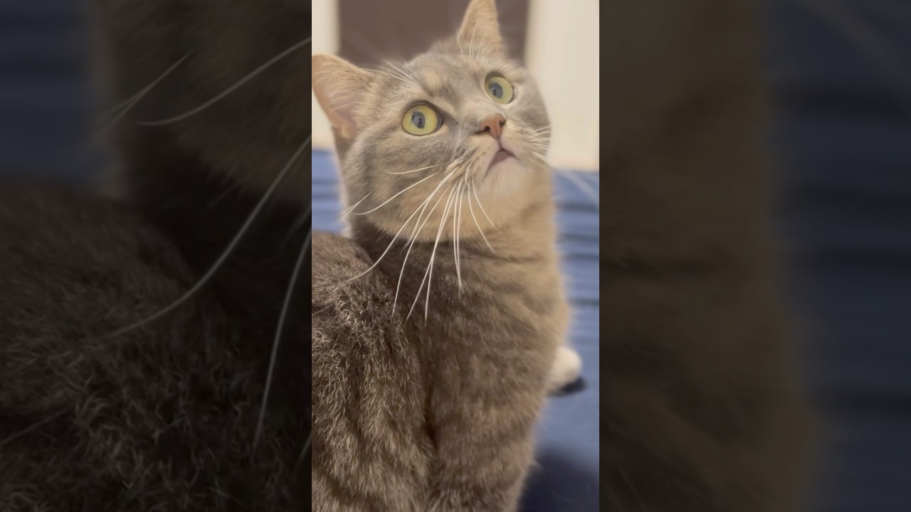 猫の振り向きぺろりにキュン死者続出中...#shorts #猫 #マンチカン