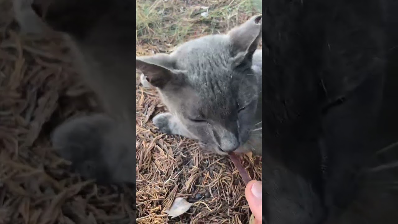 元気を取り戻した公園猫ロッシーちゃん #cat #ねこ #外猫 #ロシアンブルー