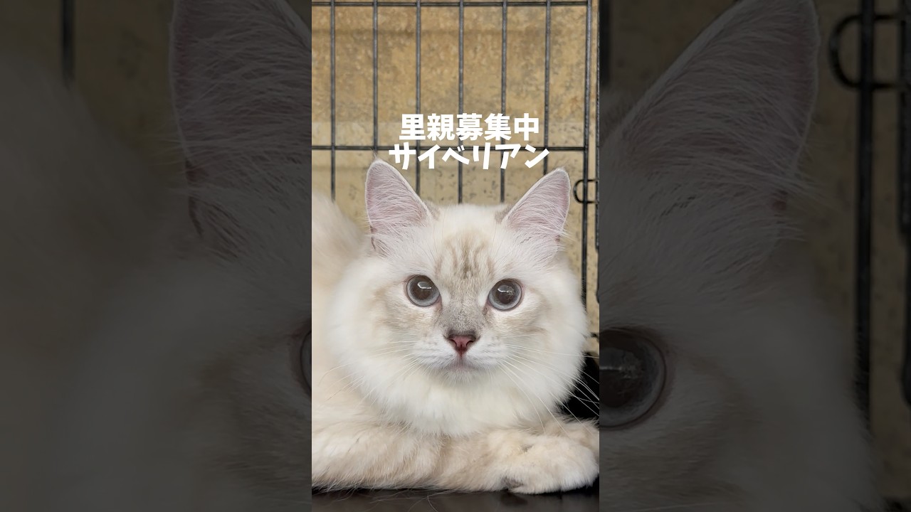 #サイベリアン子猫 #里親募集中子猫アゴはネコ