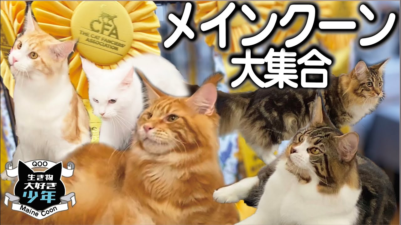 メインクーン大集合／CFAキャットショーデビュー／大型猫メインクーンの特徴／メインクーンキャッテリー東京オノクーン