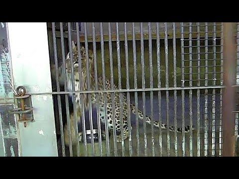 飼育員に猛アピール！ペルシャヒョウ・オウガ（東山動植物園）Persian leopard  waiting for a keeper