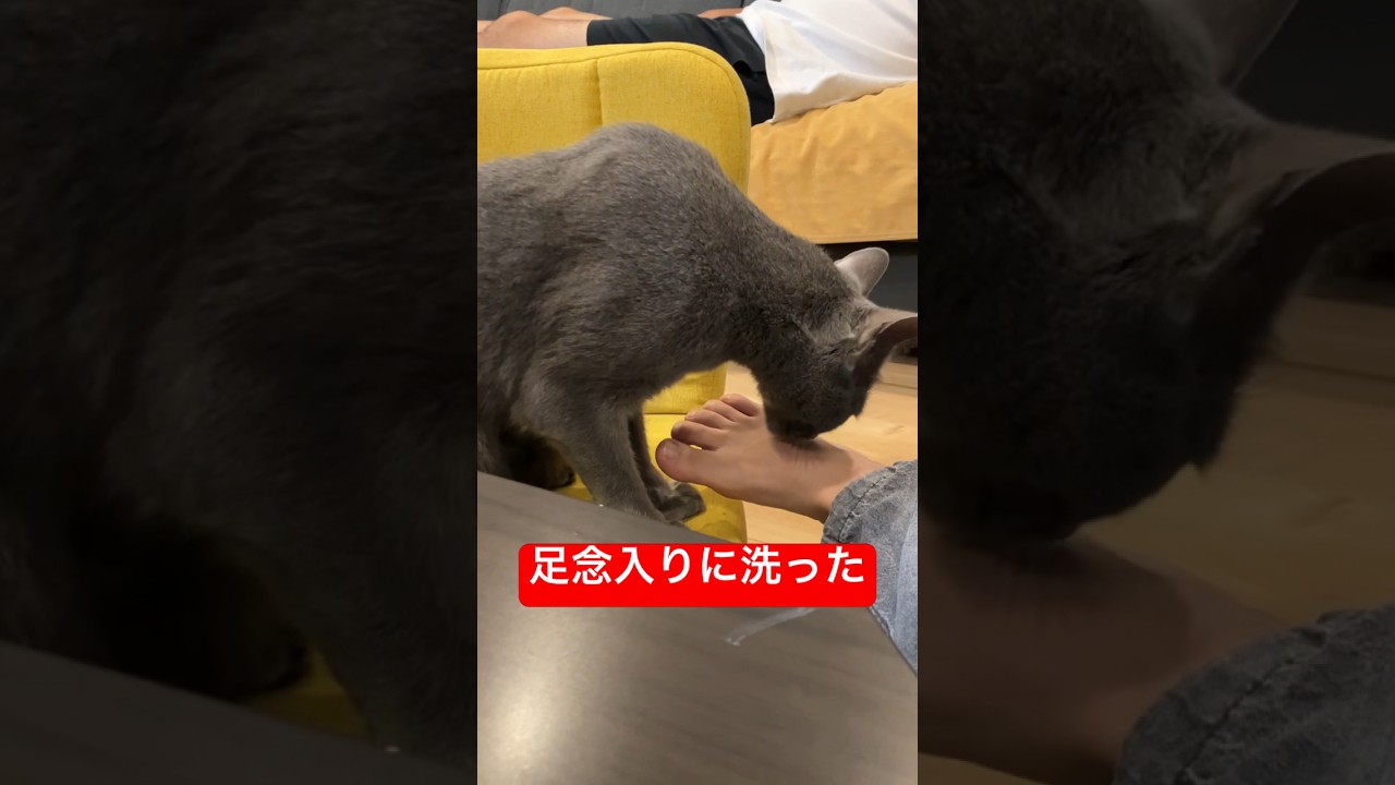 足臭い職人の猫#猫 #ロシアンブルー #cat #russianblue