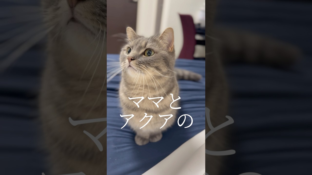 パパに内緒で猫に美味しいおやつをあげた結果...#shorts #マンチカン #猫