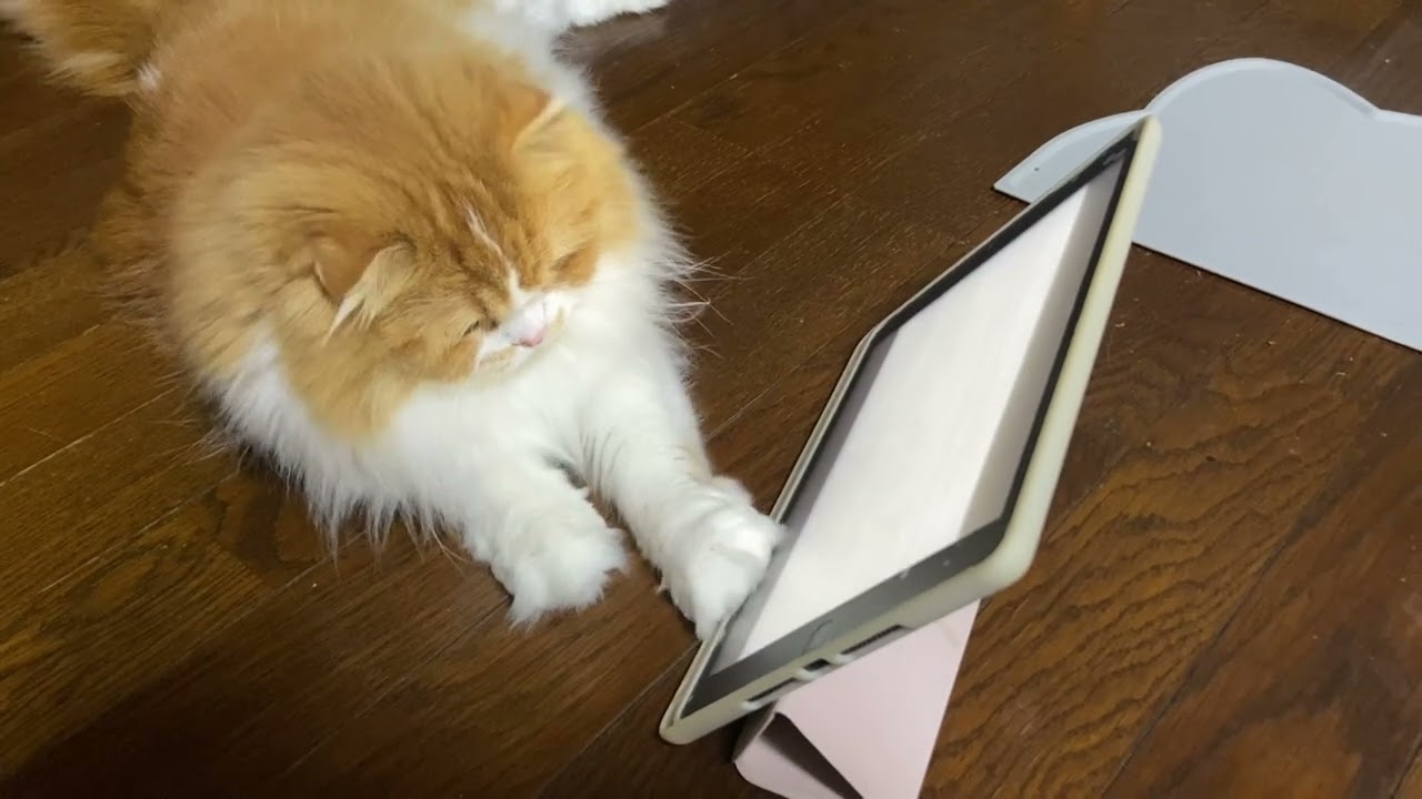 ゲームを楽しむモフィ【スコティッシュフォールド】