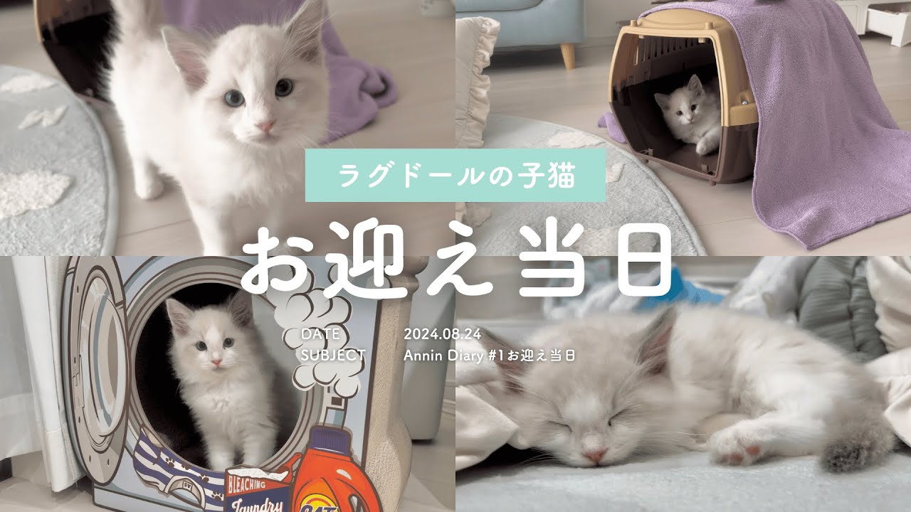 【#1 お迎え当日】生後2ヶ月のラグドールの子猫をお迎えしました☁️丨甘えん坊な男の子🍒丨ブルーポイントバイカラー🫧