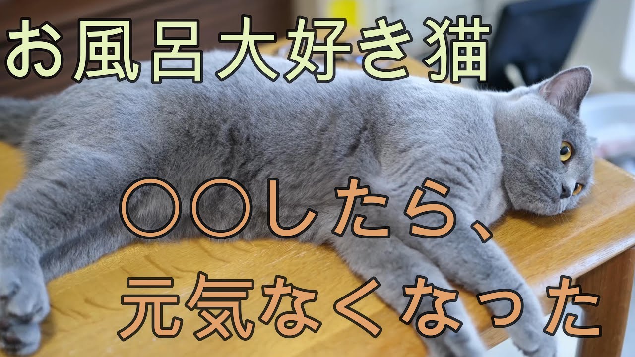 お風呂大好き猫。〇〇したら元気なくなった。