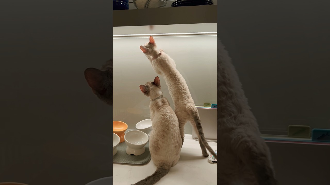 Yes! I got it!😺✨(maybe😊)捕まえた！ #cat #devonrex #neko