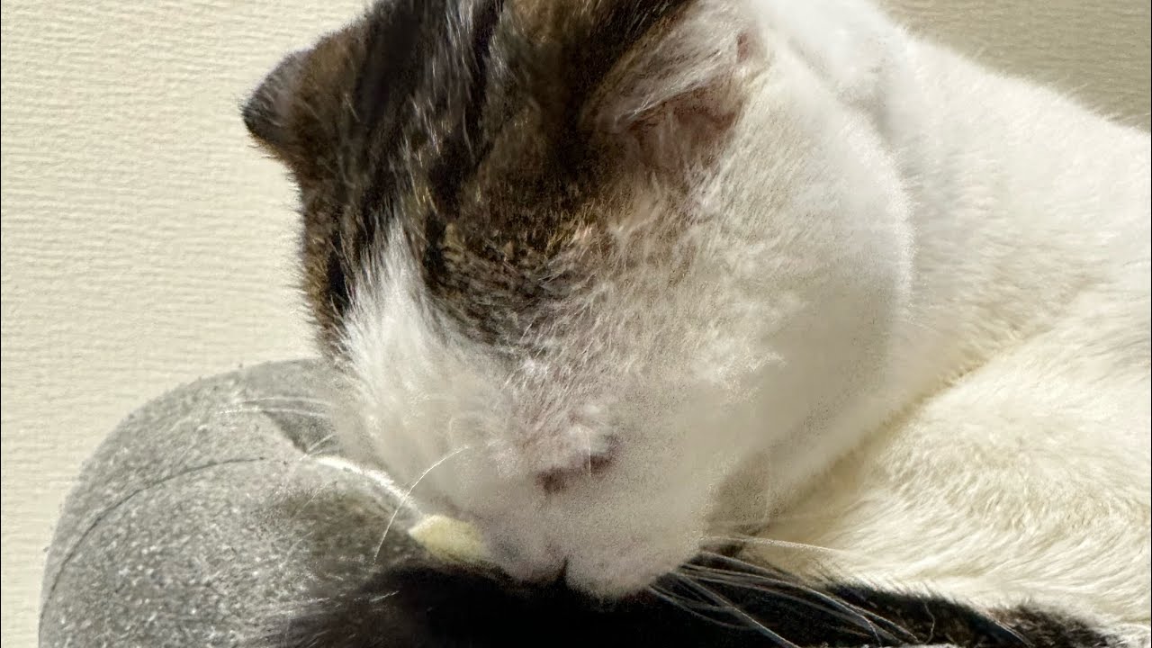 猫かいちゃん🐱のんびりライブ配信中！#ライブ配信