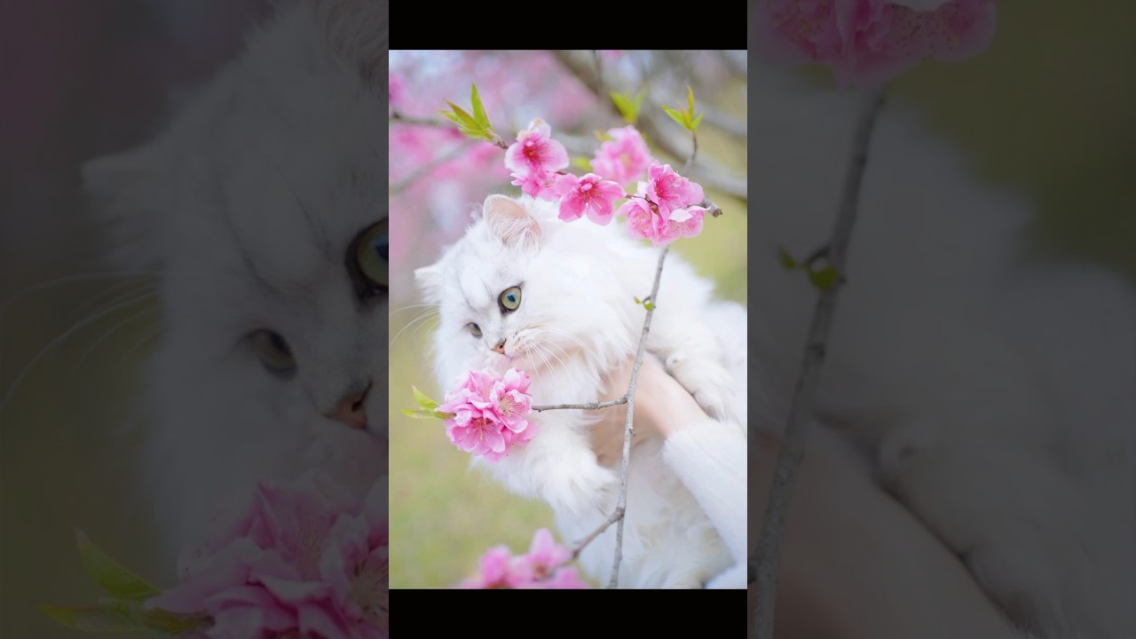 ペルシャ猫ルルちゃんと春のお散歩🌸 #persiancat