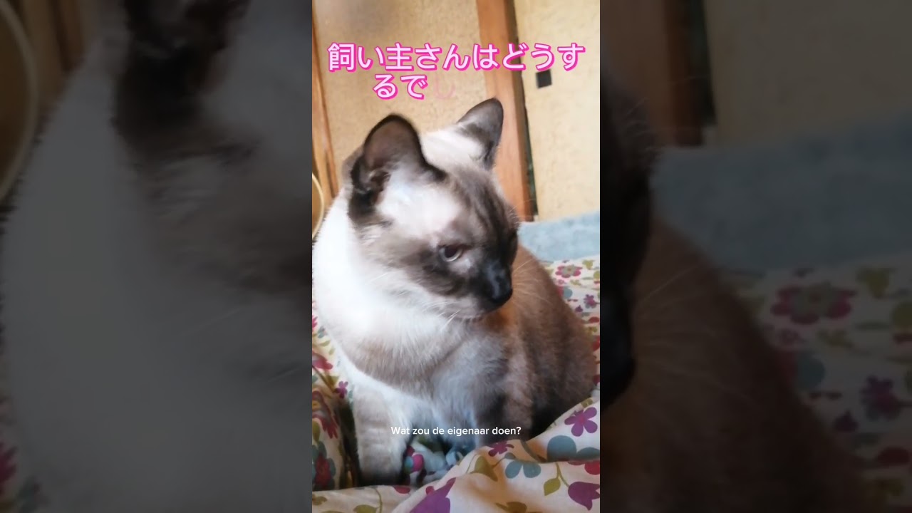 シャム猫#shorts #猫#cat #シャムミックス