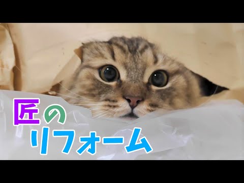 横穴から出てきた顔は子猫みたい【猫ミヌエット】