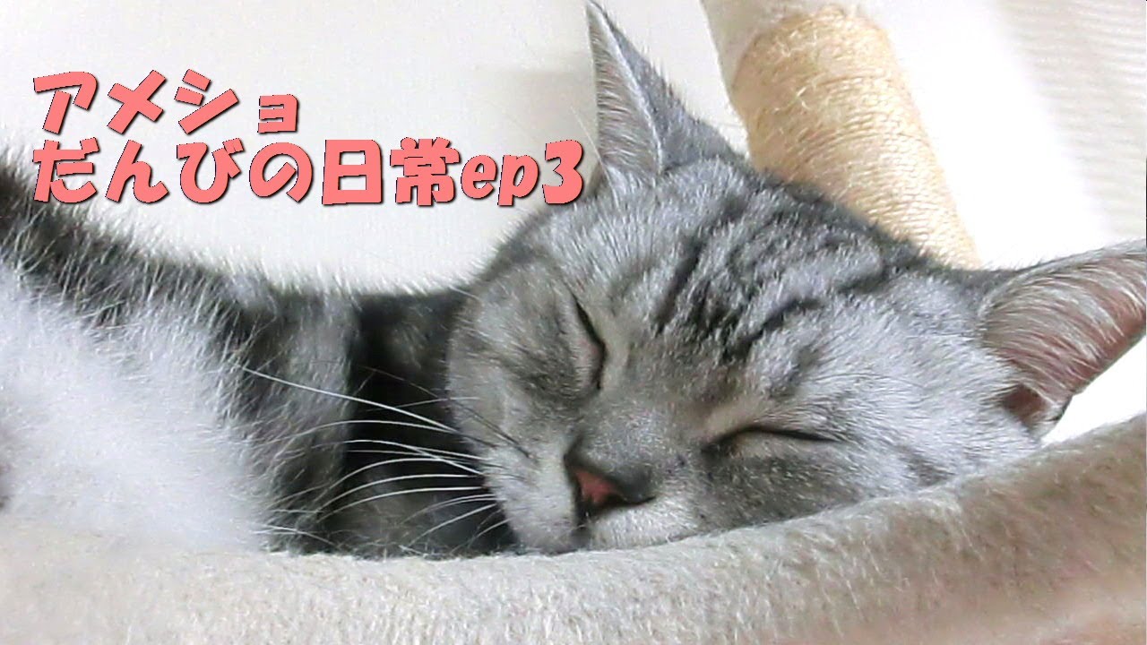 アメショだんびの日常ep3