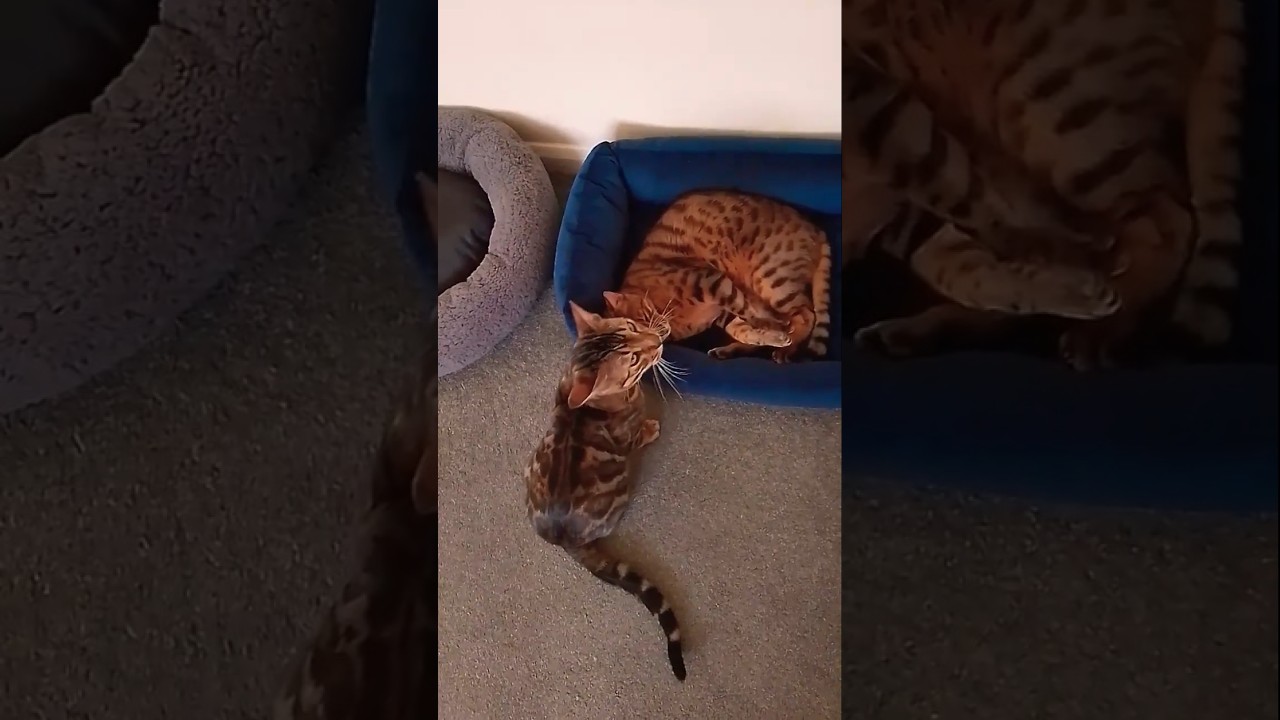 Bengal Cats Stunning Love