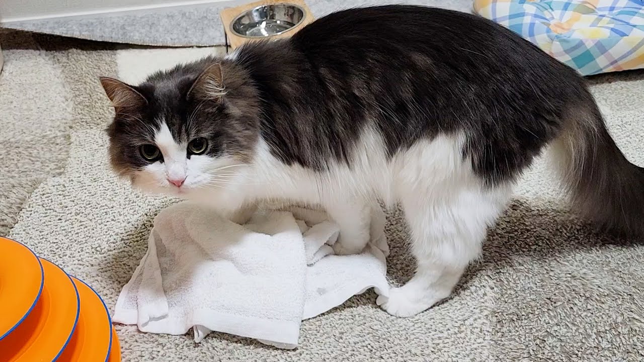 【猫あるある】猫は物をくわえて運ぶ？猫のカワイイ行動